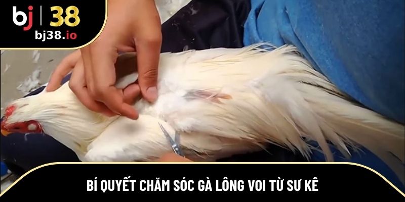 Bí quyết giúp dễ dàng chăm sóc gà lông voi từ sư kê