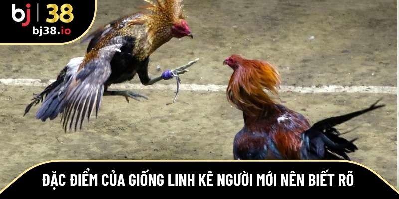 Đặc điểm của giống linh kê người mới nên biết rõ 