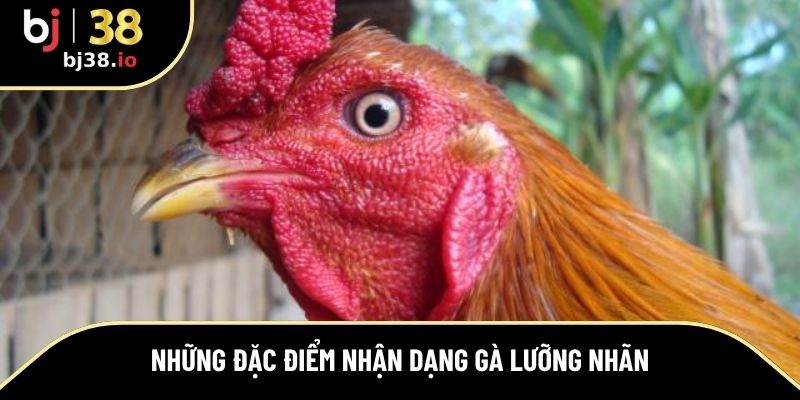Đặc điểm để nhận biết ngay gà lưỡng nhãn