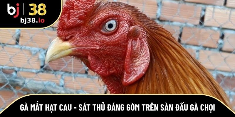 gà mắt hạt cau