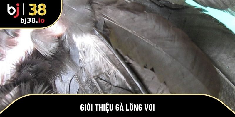 Vài điều cơ bản về giống gà lông voi được ưa chuộng