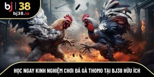 kinh nghiệm chơi Đá Gà Thomo tại BJ38