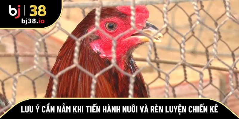 Lưu ý cần nắm khi tiến hành nuôi và rèn luyện chiến kê