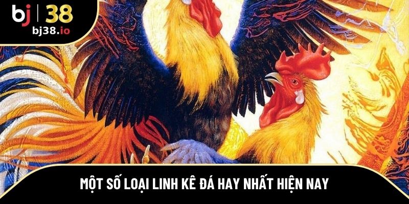 Tổng hợp một số loại linh kê đá hay