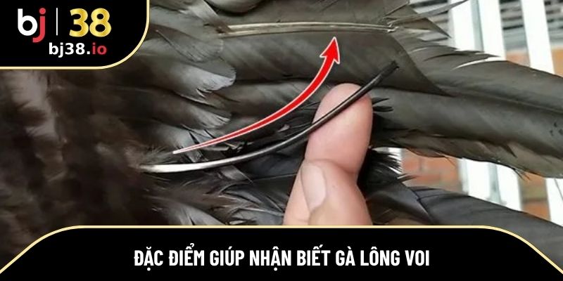 Đặc điểm giúp sư kê nhận biết chính xác