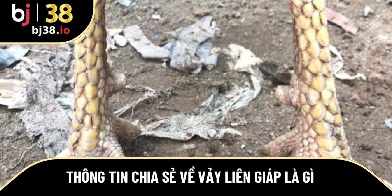 Thông tin chia sẻ về vảy liên giáp là gì 